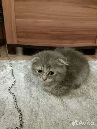 Котëнок в добрые руки