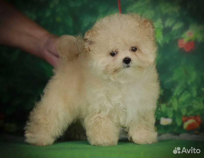 Собаки щенки мальтипу