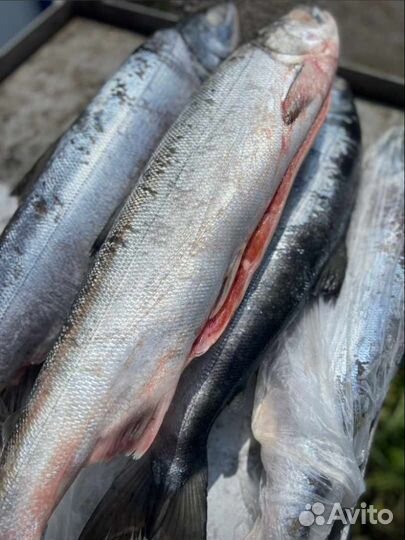 Икра красная,рыба