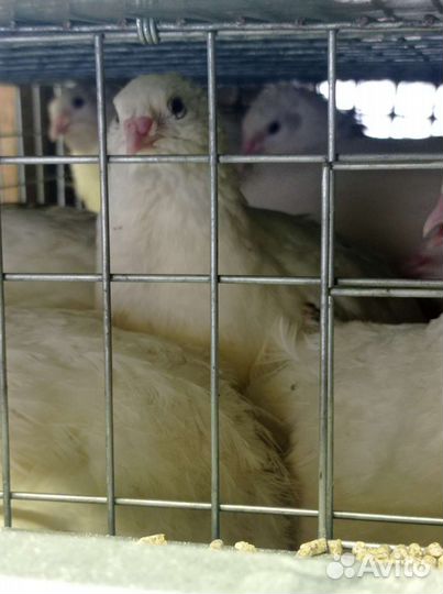 Русские Радонежские перепела/яйца для инкубации