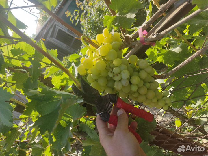 Саженцы винограда