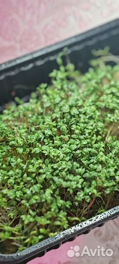 Микрозелень