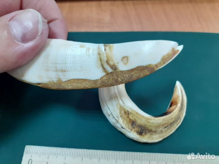 Клыки кабана