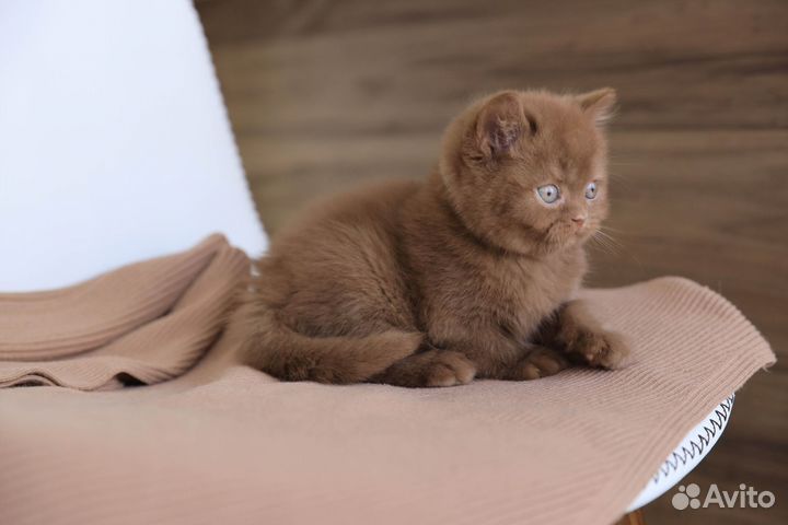 Британский мальчик в окрасе циннамон-Kruasan