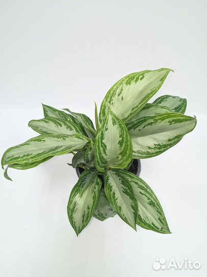 Аглаонема Сильвер Бай 12/35