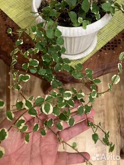 Фикус white sunny