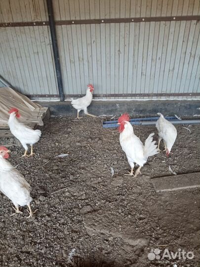 Молодые петушки на племя порода Леггорн