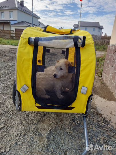 Тележка для собак