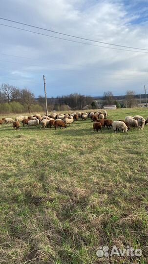 Овцы бараны