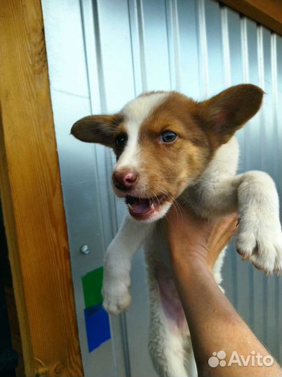 Щенок мальчик средний