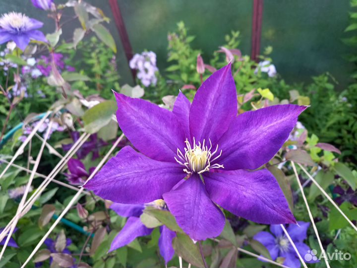 Клематисы
