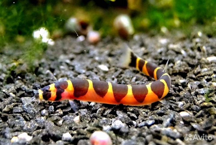 Акантофтальмус Кюля рыбка