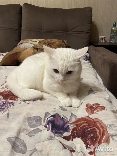 Кошка в дар