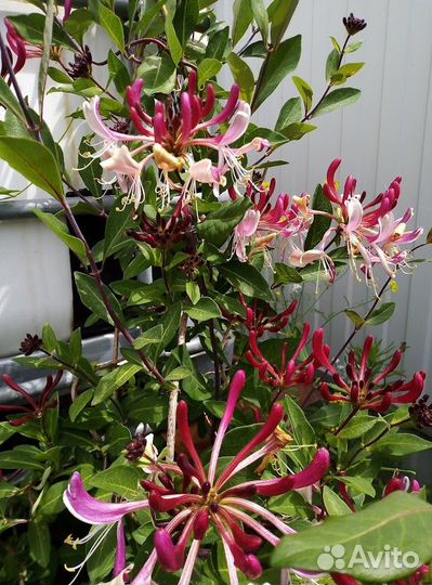 Садовые растения