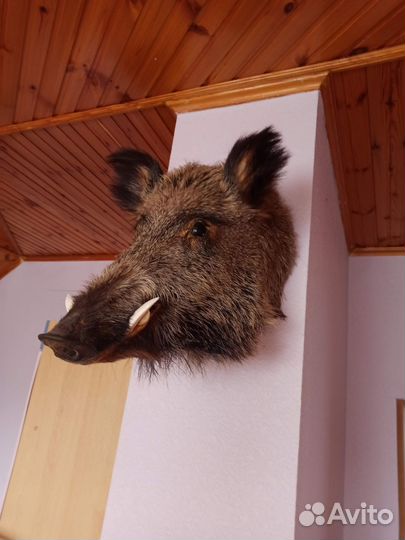 Чучело голова кабана