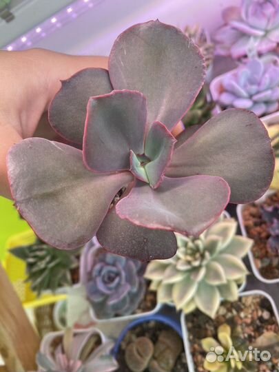 Суккуленты 1