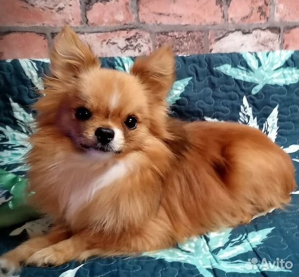 Вязка. Мелкий породный кобель приглашает невест