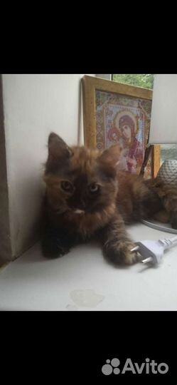 Котята новая порода