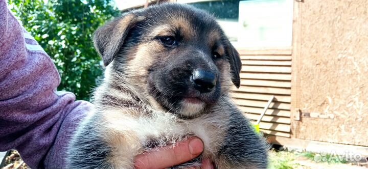 Собака, щенки в добрые руки отдам бесплатно