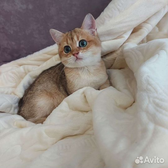 Британские котята