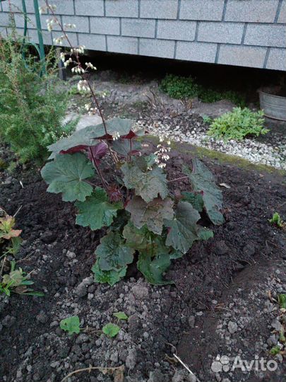 Гейхера Биг Топ Бронз