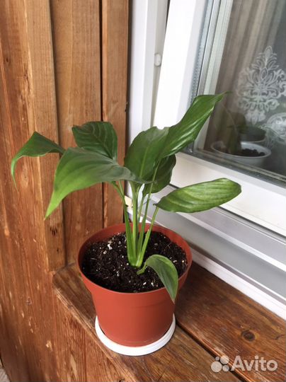 Спатифиллум