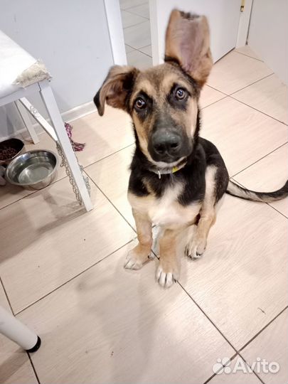 Щенок в дар