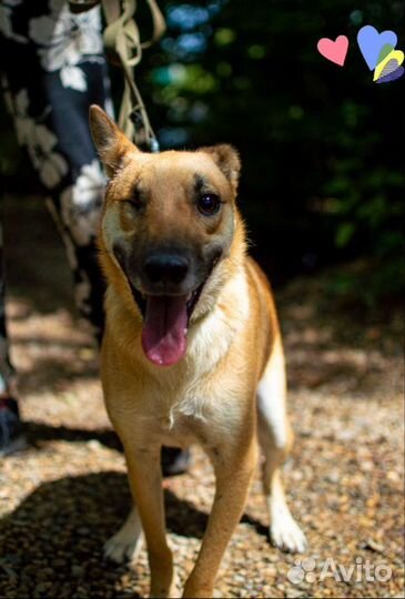 Собака Арни, 2.5 года, умная и ласковая