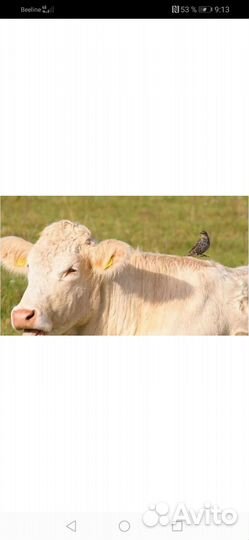 Козлята чехи 2 месяца и тёлка 5 месяцев