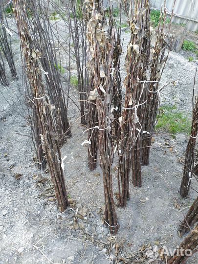 Саженцы яблони