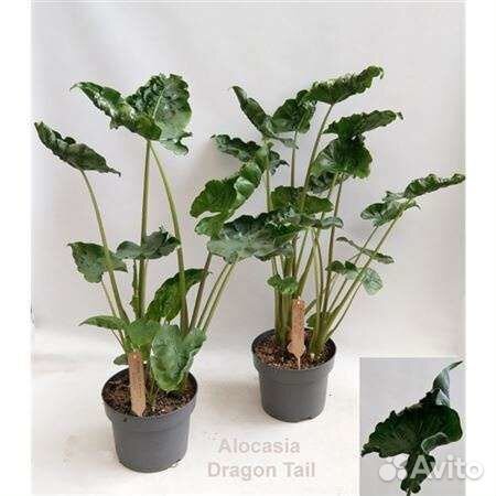 Alocasia Dragon tail