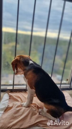 Щенки бигль