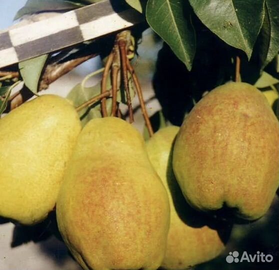 Груши саженцы-2024 весна