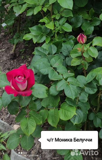 Саженцы роз