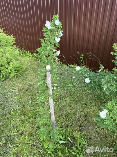 Хоста,малина,ежемалина,роза,маргаритки,облепиха