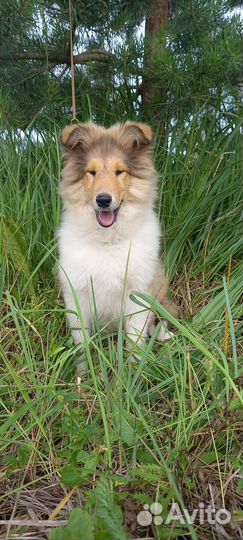 Соболиная девочка колли