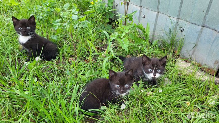 Отдам котят в добрые руки