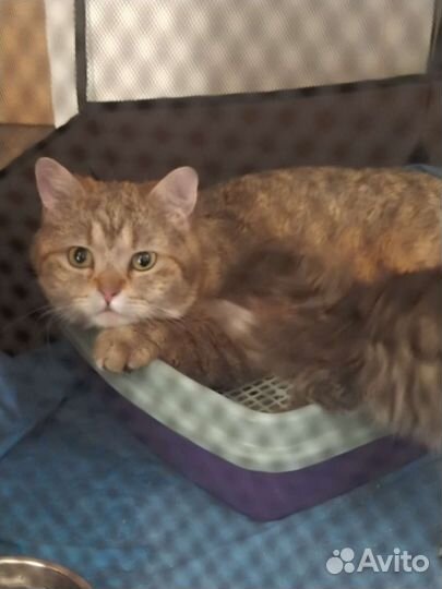 Котёнок и кошка в добрые руки