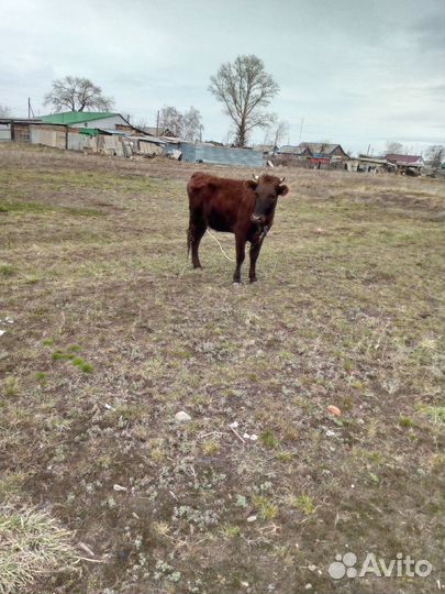 Корова дойная