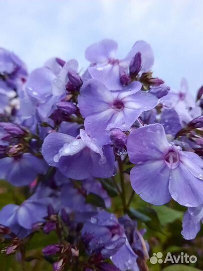 Флоксы сортовые