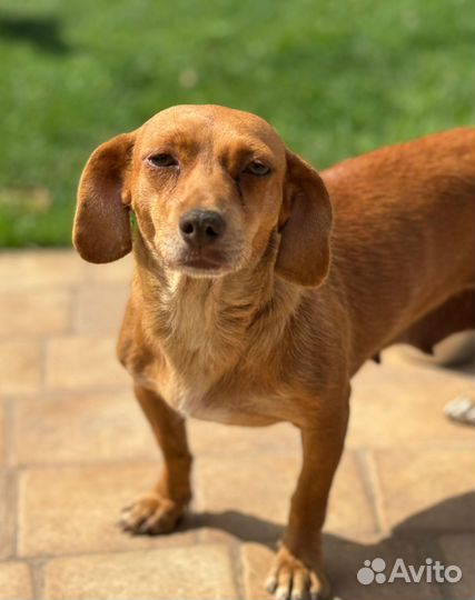 Такса ищет хозяина