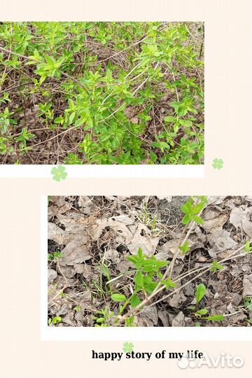 Снежнеягодник