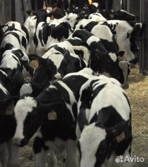 Телята бычки