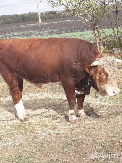 Быки на племя