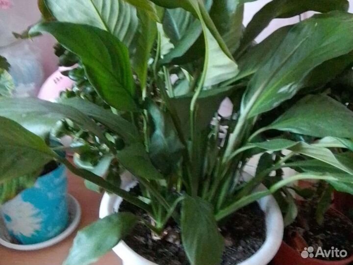 Комнатные цветы