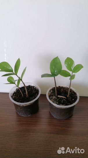 Комнатные растения