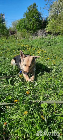 Отдам собачку