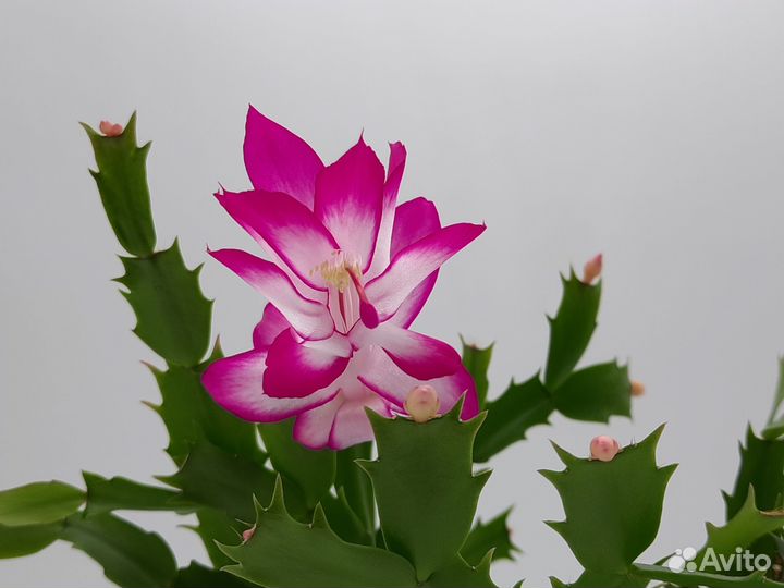 Декабрист белый и розовый