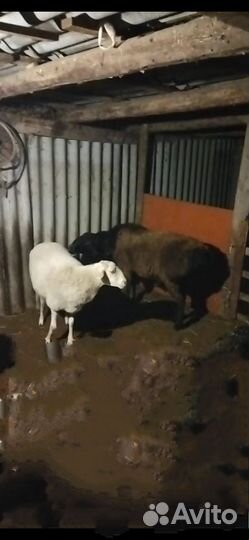 Курдючные бараны овцы