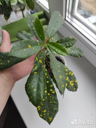 Кротон голд сан